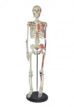Esqueleto humano 168cm