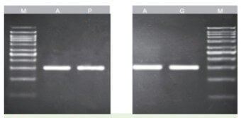 KIT PURIF.DNA EN GEL Y PCR 100Pbas