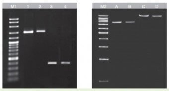 KIT PURIFICACION DNA EN GELES 100Pbas