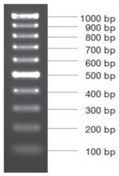 MARCADOR MOLECULAR PCR 100BP 50ug