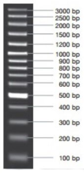 MARCADOR MOLECULAR  PCR 100BP PLUS 50ug