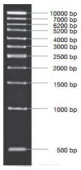 MARCADOR MOLECULAR PCR 1KB 50ug