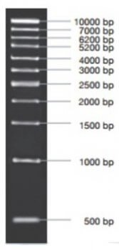 MARCADOR MOLECULAR PCR 1KB 5X50ug
