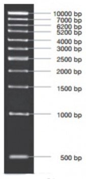 MARCADOR MOLECULAR PCR 1KB, 50ug