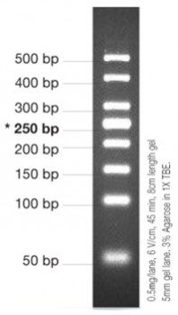 MARCADOR MOLECULAR PCR 50BP 50ug