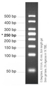 MARCADOR MOLECULAR PCR 50BP, 50ug