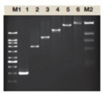 TAQ DNA POLIMERASA,(Thermus Aquaticus), 5U/ul, 500U
