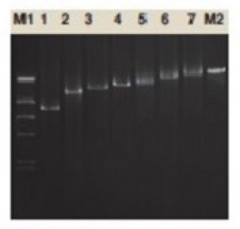 TAQ DNA POLIMERASA CHROMO MAX  1U/ul, 500U