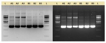 PFU DNA POLIMERASA(Pyrococcus Furiosus) 5U/ul, 500U
