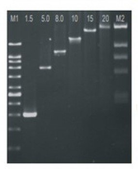 PCR KIT  (Chromo TAQ DNA, DNTPS Marcador 100 BP)
