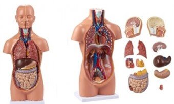 Torso humano de 50cm