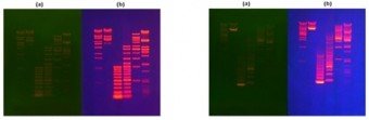 COLORANTE ROJO (ViSafe) PARA GEL 10000X, 500ul