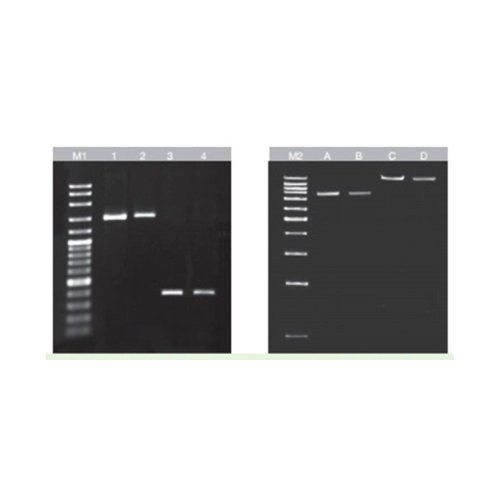 Kit de purificación DNA en geles 100 Pbas