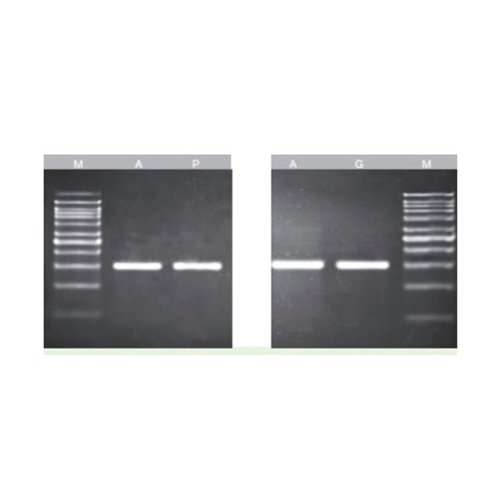 Kit de purificación de DNA en gel y pcr 100 Pbas