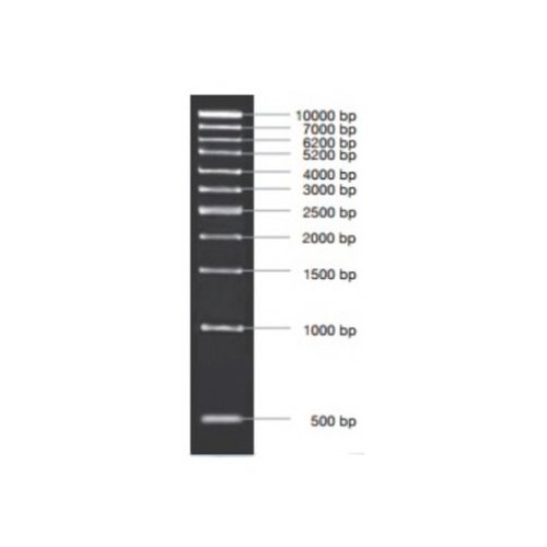Marcador molecular PCR 1 kb 5 x 50 ug