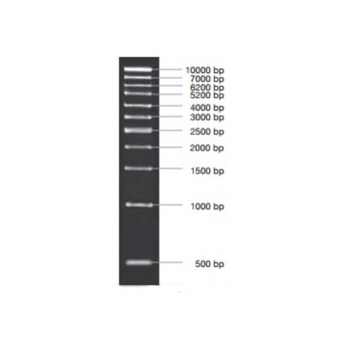 Marcador molecular PCR 1 kb 50 ug