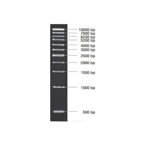 Marcador molecular PCR 1 kb 50 ug