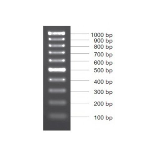 Marcador molecular PCR 100 BP PLUS 50 ug