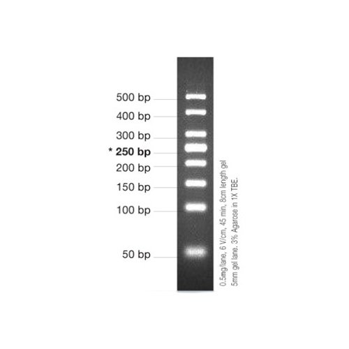 Marcador molecular PCR 50 bp 50 ug