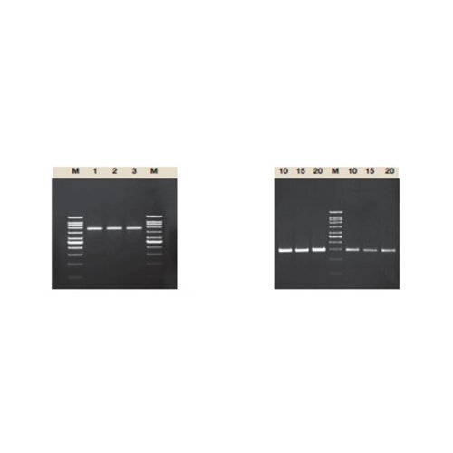 Mezcla para amplificación 2x 100 Pbas