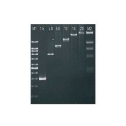 PCR KIT (Chromo TAQ DNA, DNTPS Marcador 100 BP)
