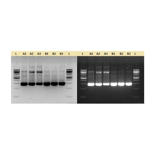 PFU DNA POLIMERASA(Pyrococcus Furiosus) 5U/ul, 500U