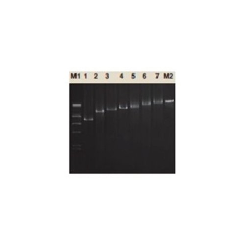 Taq DNA polimerasa chromo max 1u/ul 500 u