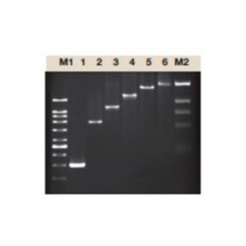 Taq DNA polimerasa (Thermus Aquaticus) 5U/ul 500U